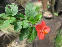 Hibiscus praeteritus fl2-t.JPG